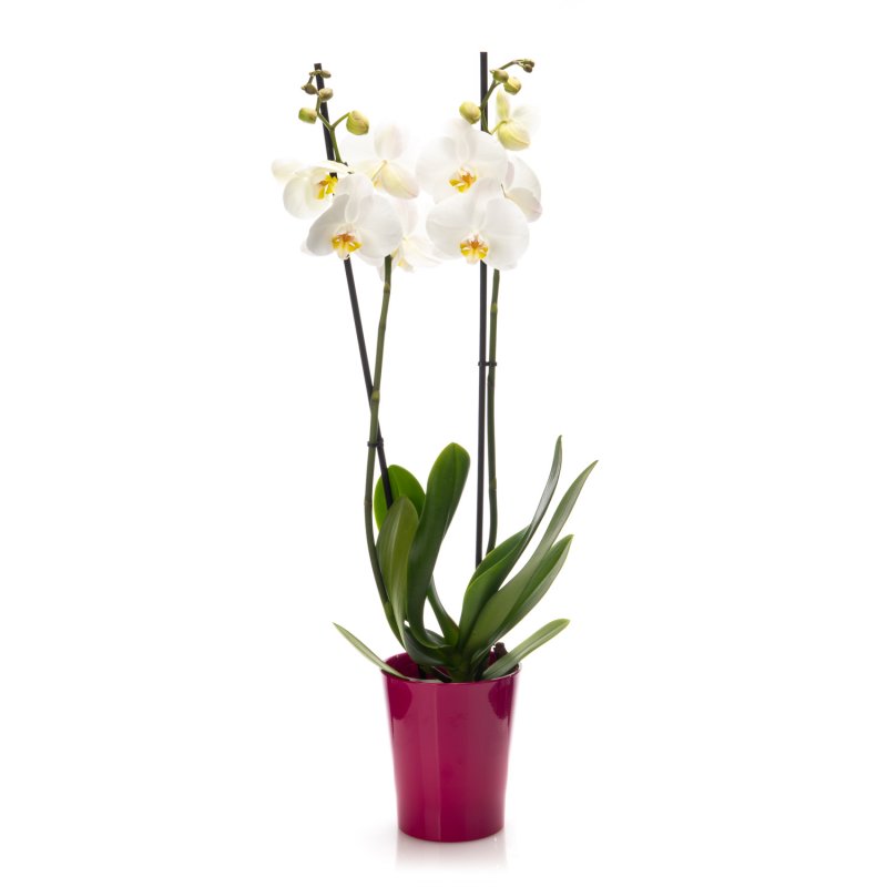 Orchidej v květináči bílá (2 výh.)